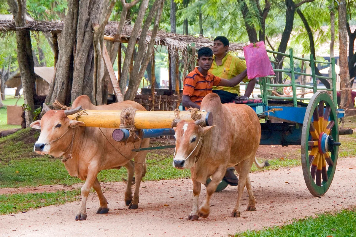 A bullock cart with two passengers on a shaded lane in Sri Lanka