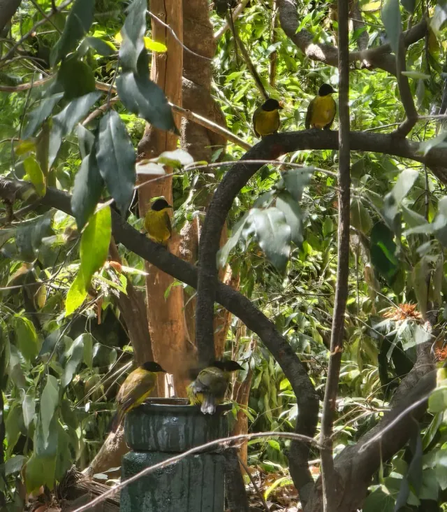 Black-hooded orioles at a feeding bowl in the garden