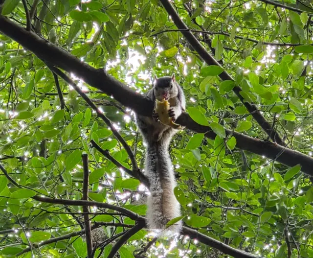 A grizzled giant squirrel feeding in the trees above the garden