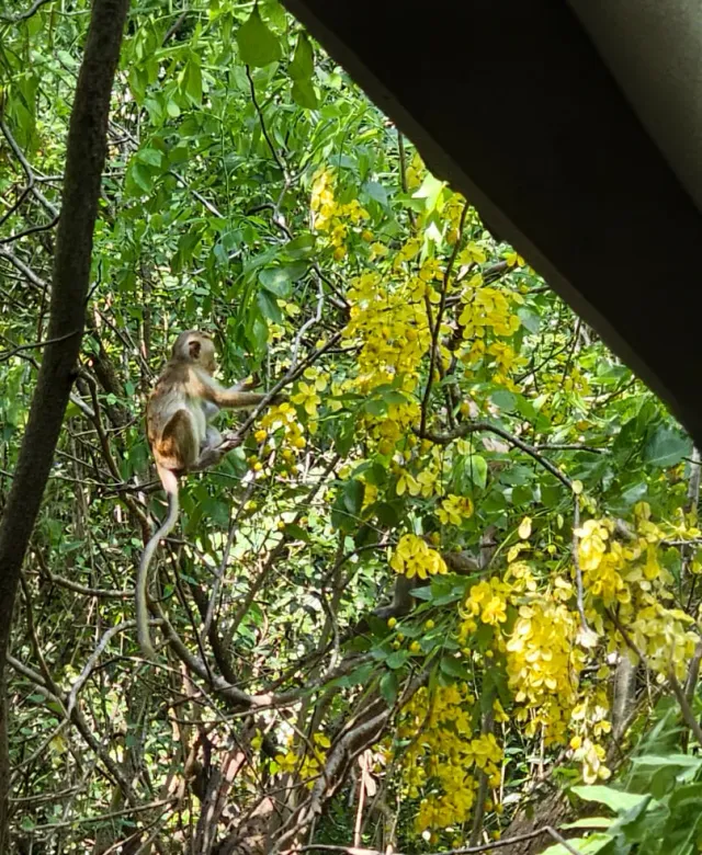 A monkey in the branches beside a tree in yellow blossom