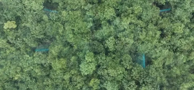 The forest canopy over the cottages, seen from above