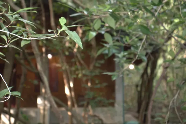 A cottage glimpsed through the foliage