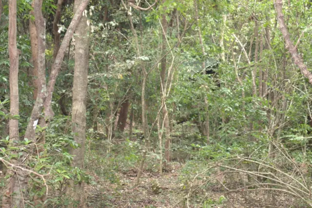 The forest that surrounds the cottages