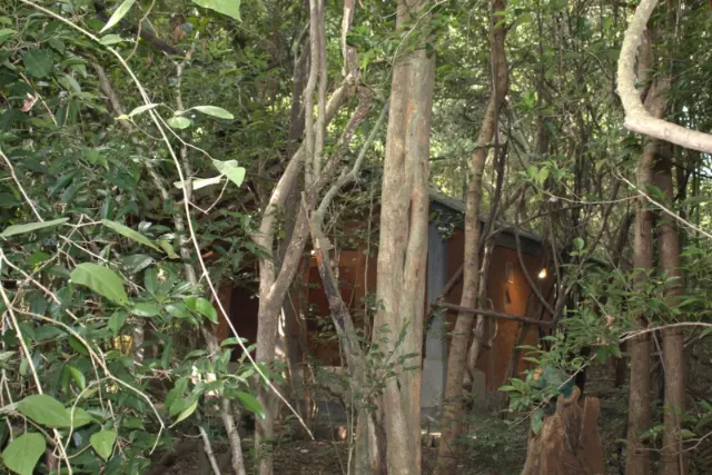 Cottages among the trees