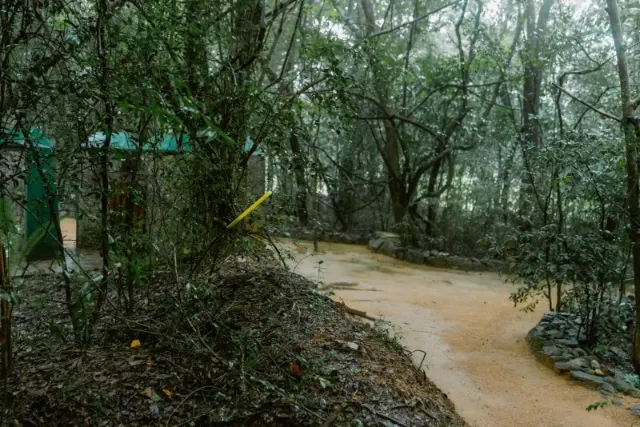 A sand path winding through the forest