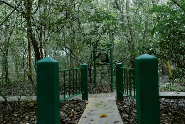 A walkway over the forest floor