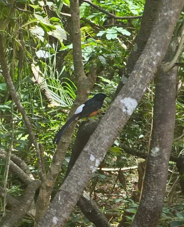 A white-rumped shama on a branch in the forest garden