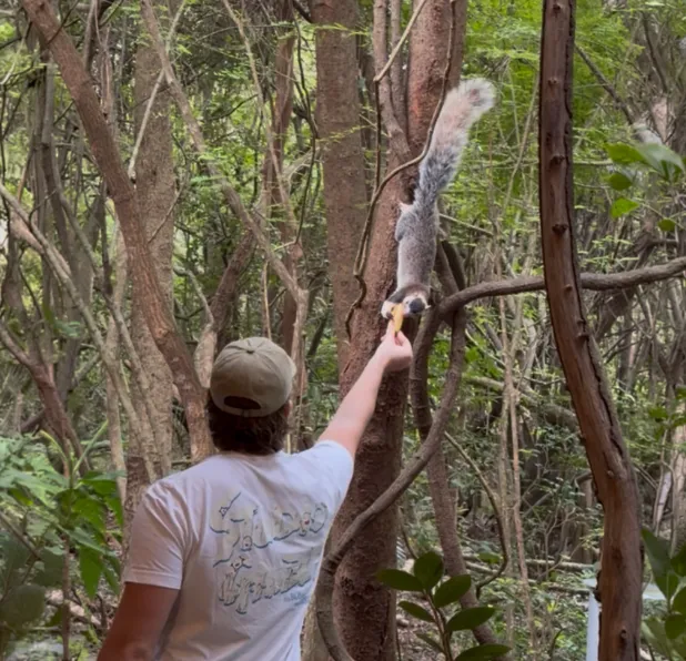 A guest feeding a grizzled giant squirrel from the path
