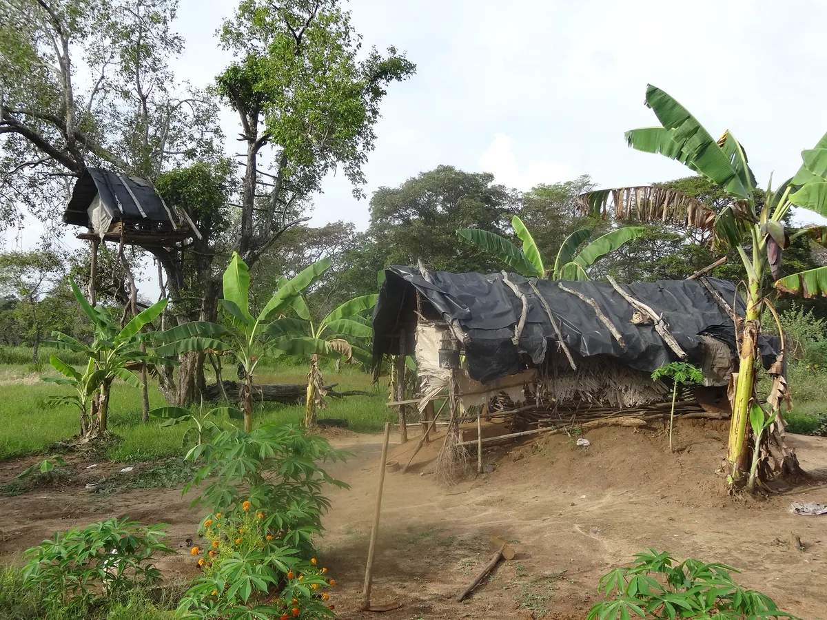 A farmer's plot at Hiriwadunna, with a thatched shelter and a watch hut on stilts in the tree above