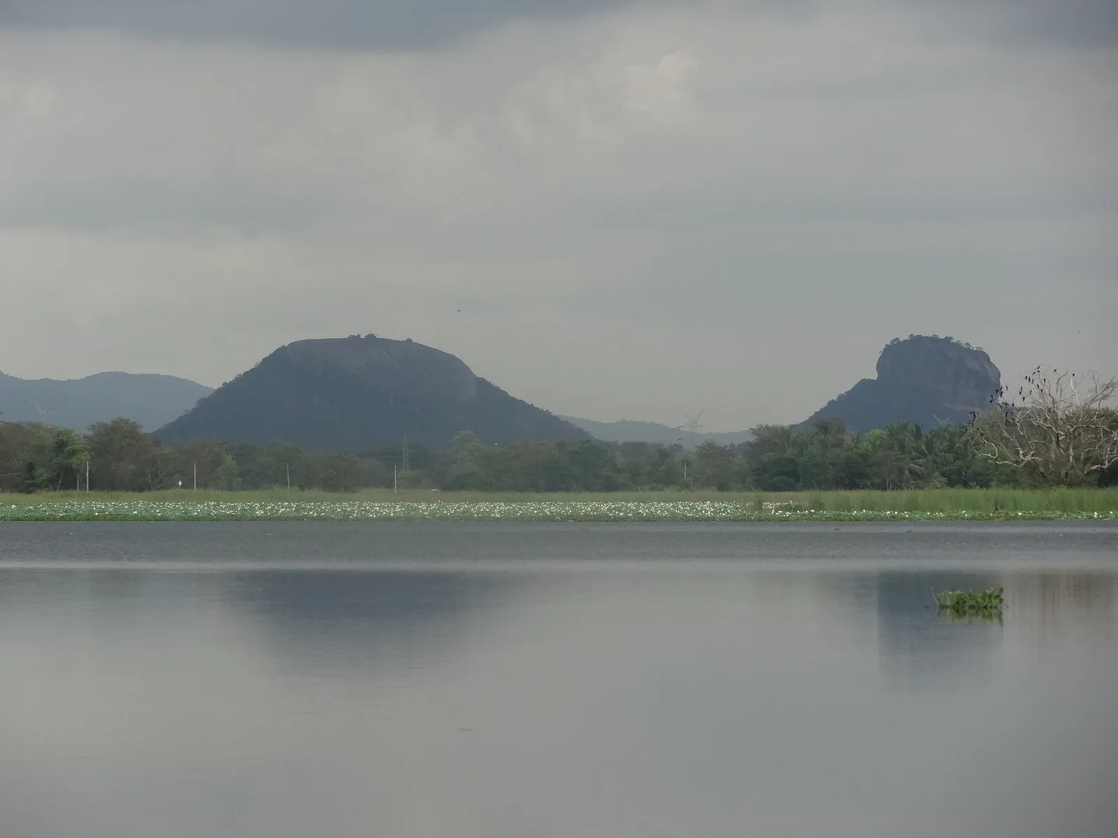 Hiriwadunna lake on a still morning, lotus along the edge and the two rocks on the skyline
