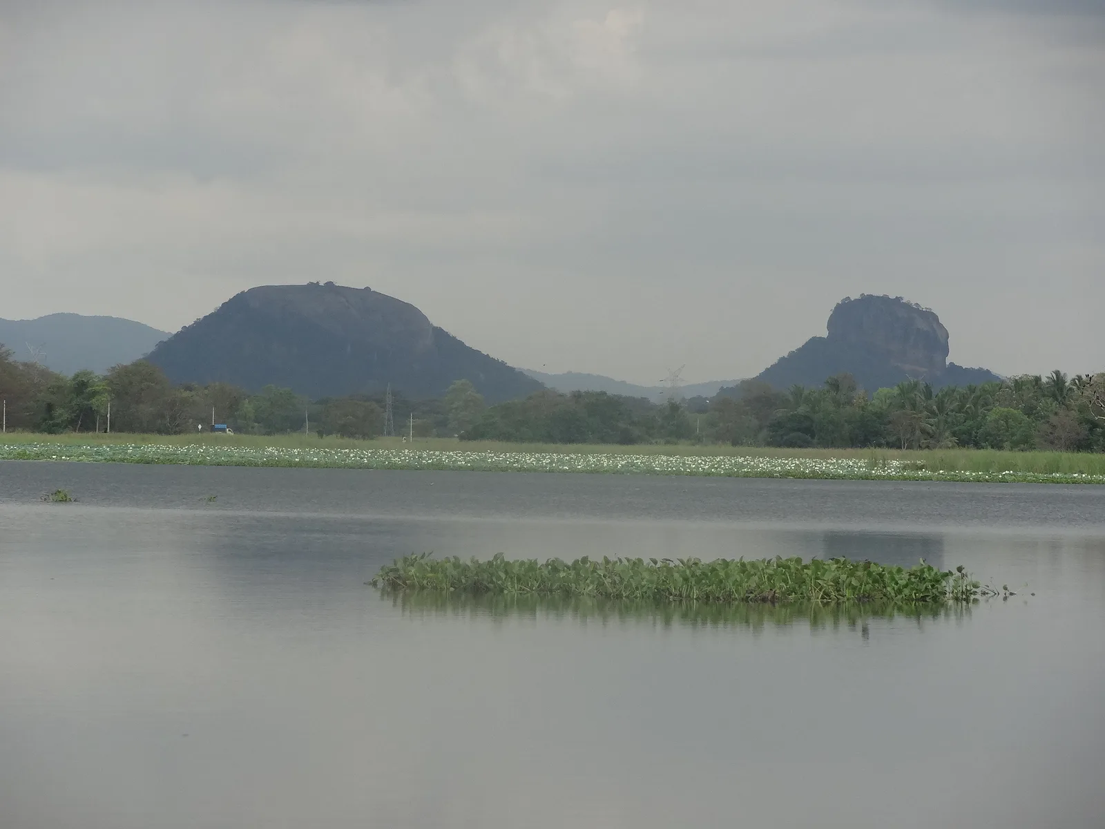 Hiriwadunna lake, with lotus along its edge and Pidurangala and Sigiriya Rock on the skyline