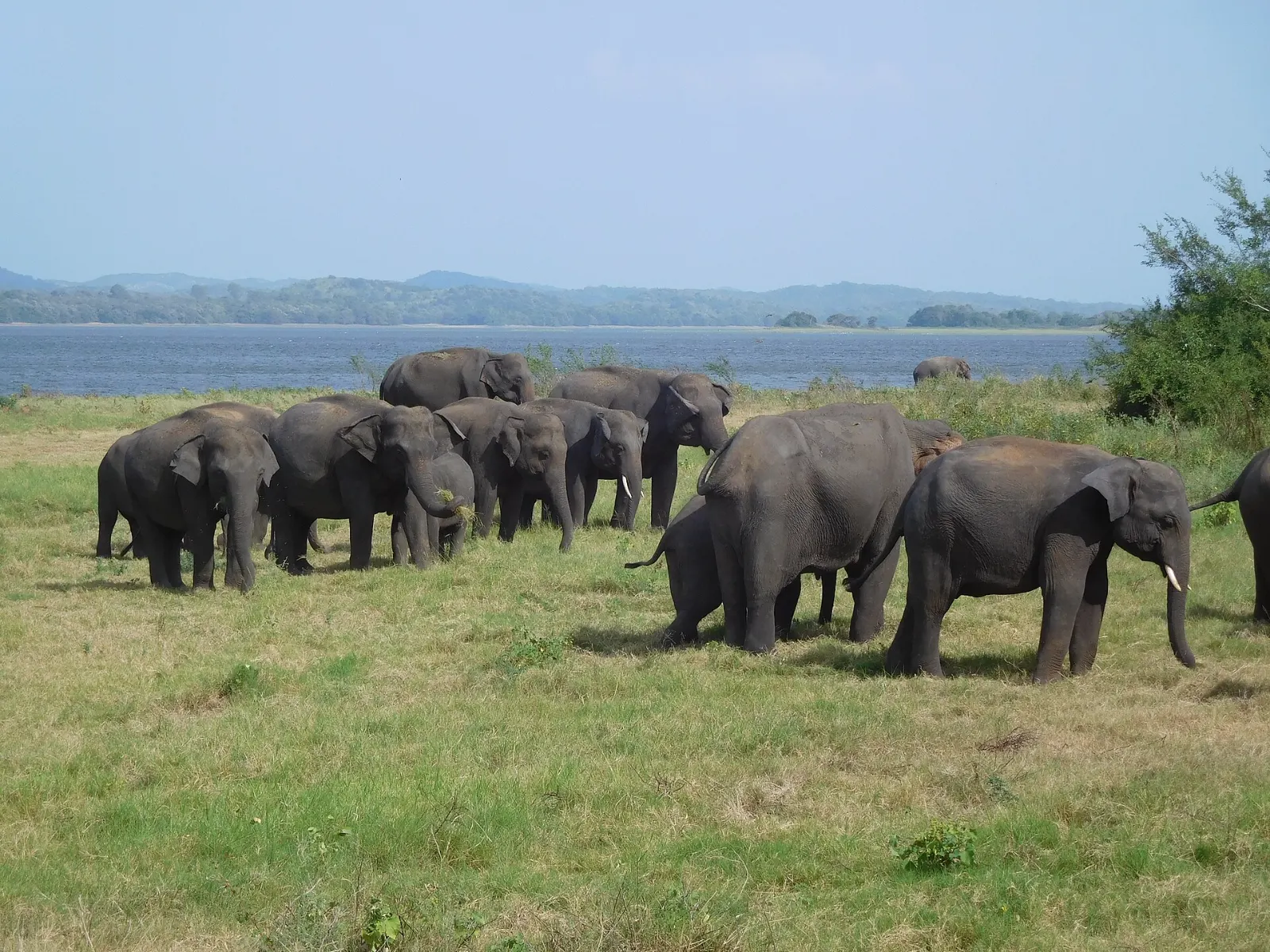 Elephants gathering by the water at Minneriya National Park