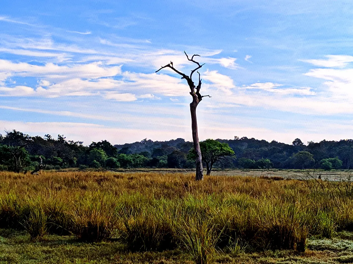 A lone tree on the tank bed at Minneriya National Park