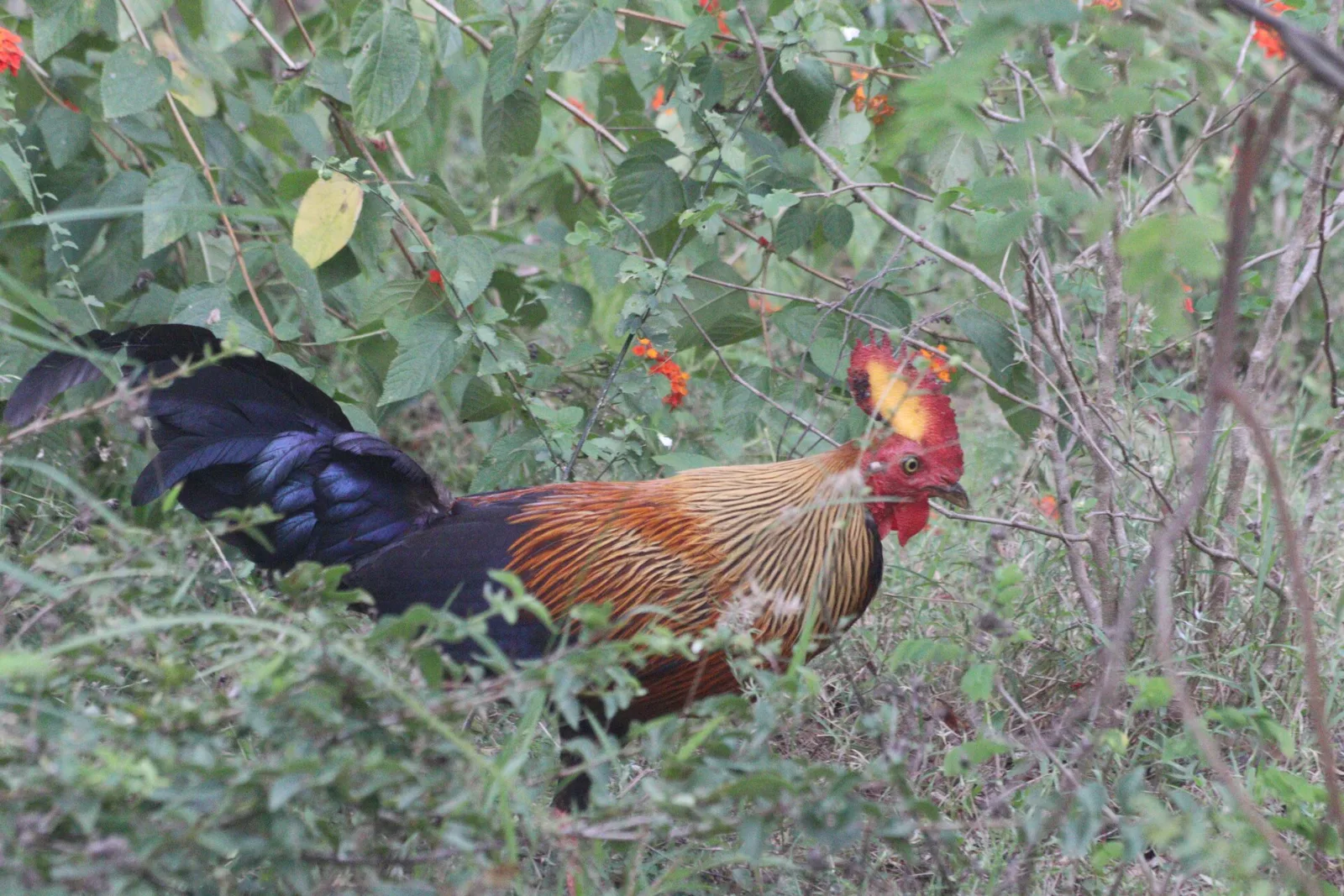 A male Sri Lanka junglefowl, the island endemic and national bird, in dry-zone scrub