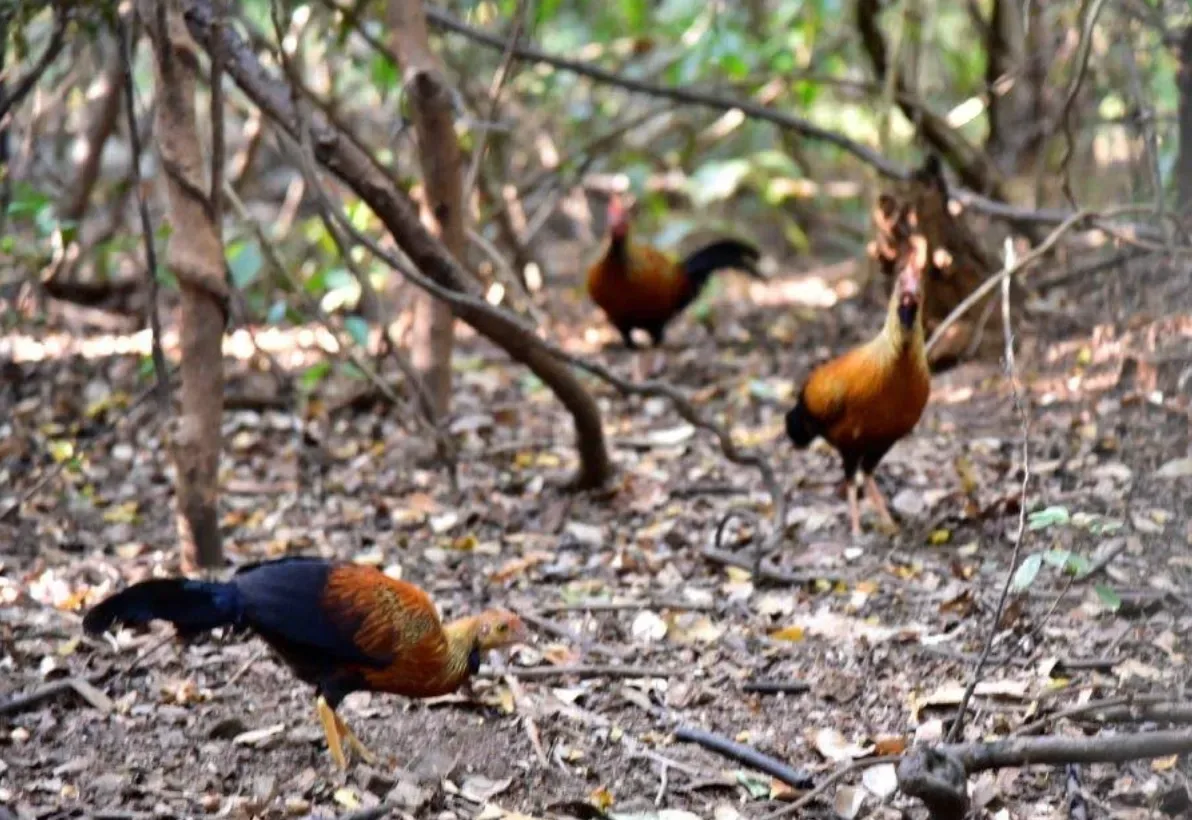 Three Sri Lanka junglefowl foraging among fallen leaves on the forest floor